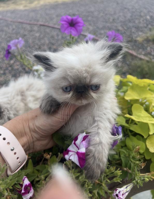 Himalayan Persian Kittens photo 5