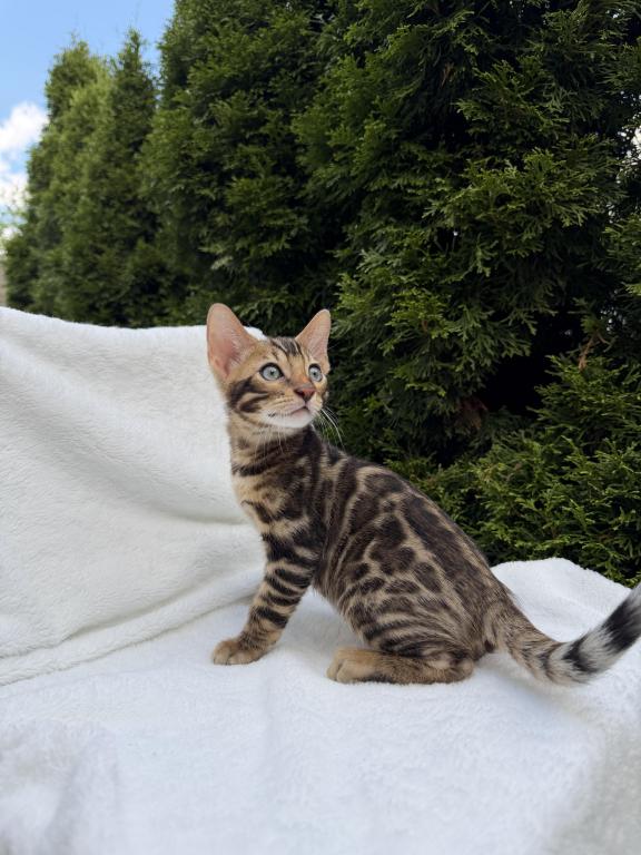 Bengal Boy