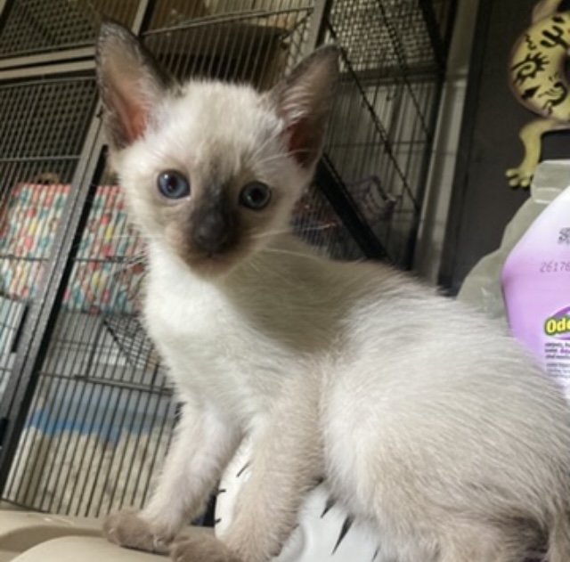 Siamese Kittens