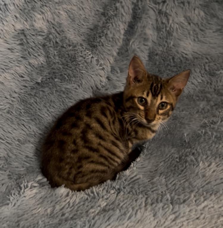F6 SAVANNAH KITTEN photo 2
