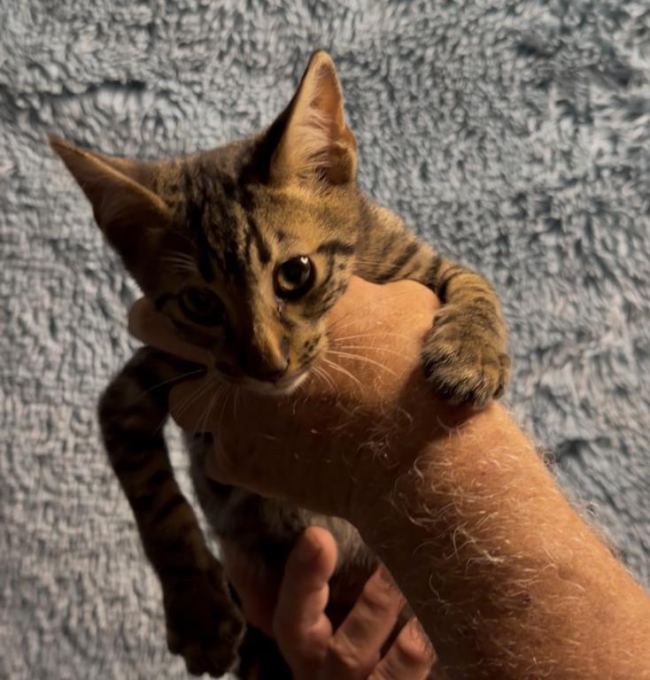 F6 SAVANNAH KITTEN photo 5