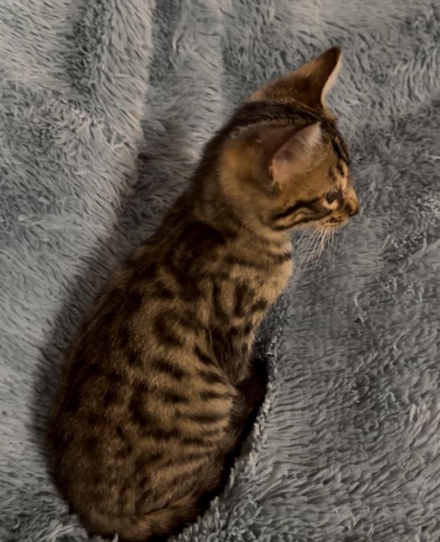 F6 SAVANNAH KITTEN photo 9