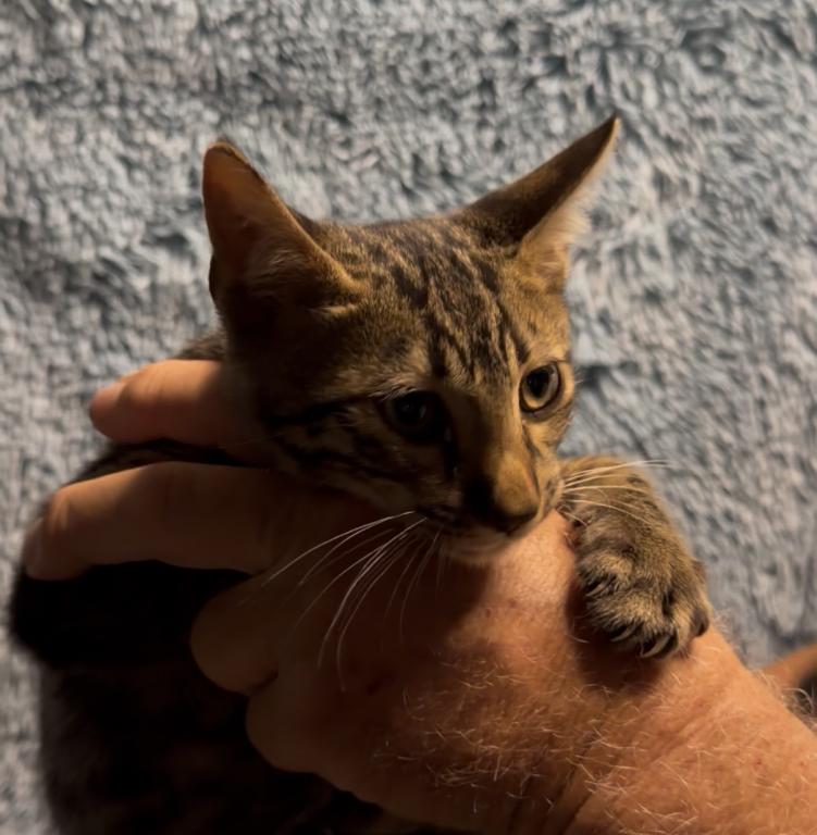 F6 SAVANNAH KITTEN photo 8