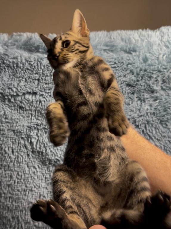 F6 SAVANNAH KITTEN photo 7