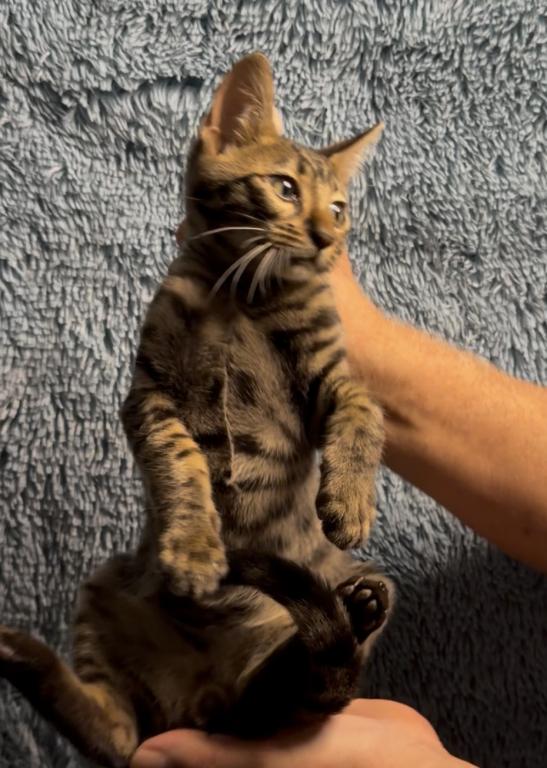 F6 SAVANNAH KITTEN photo 6