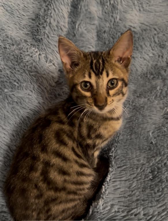 F6 SAVANNAH KITTEN