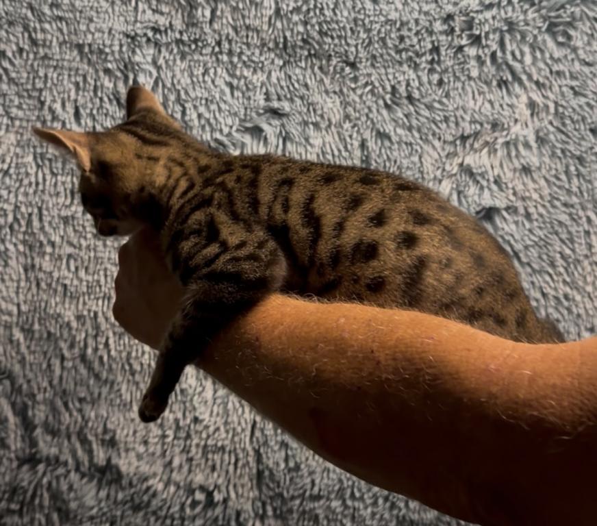 F6 SAVANNAH KITTEN photo 10