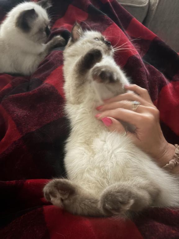 Persian Himalayan Siamese Mix