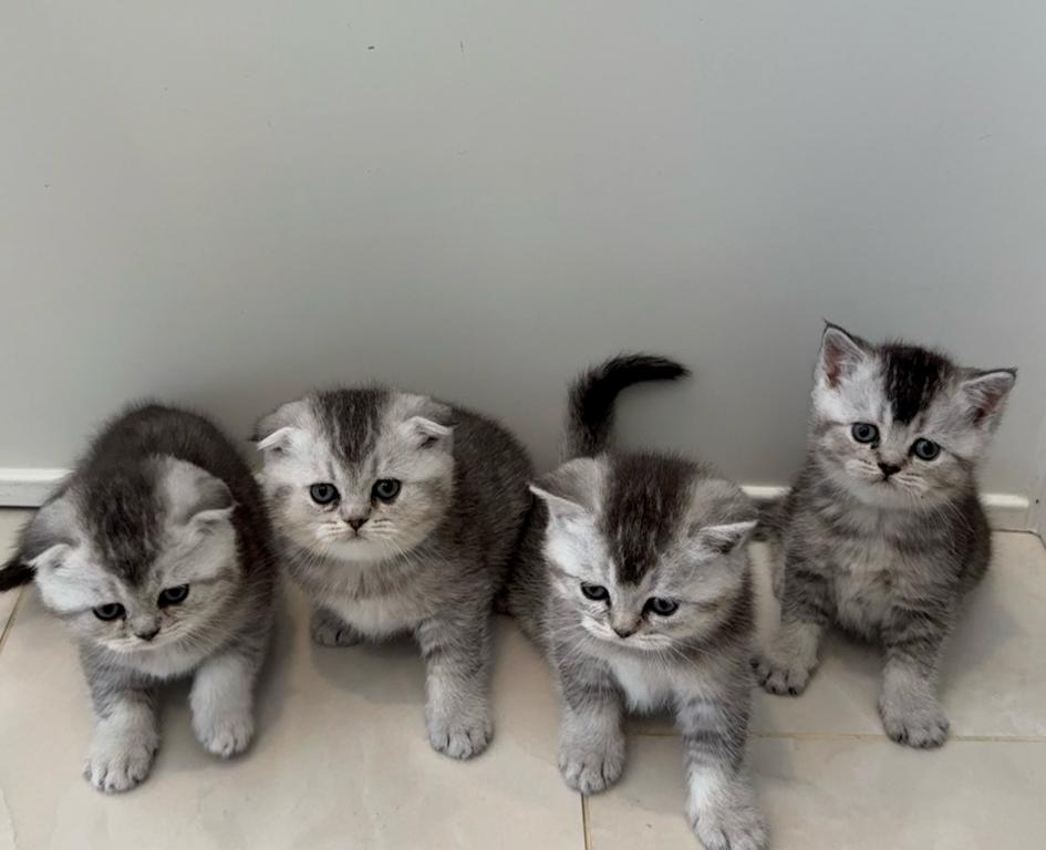 Scottish Fold Kittens