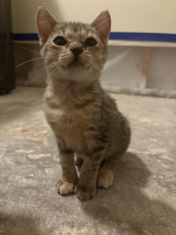 Meowchi photo 1