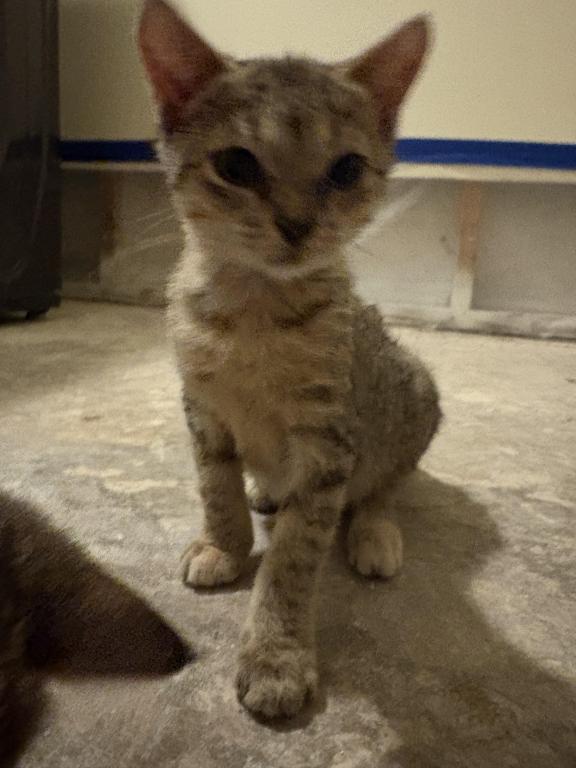 Meowchi photo 3