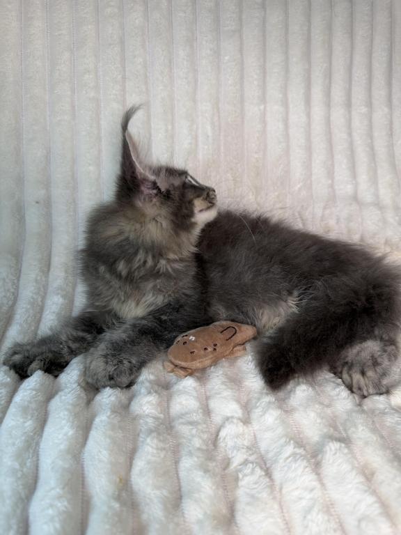 Sirius Polydactyl photo 3