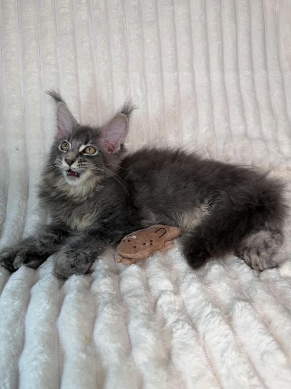 Sirius Polydactyl photo 4