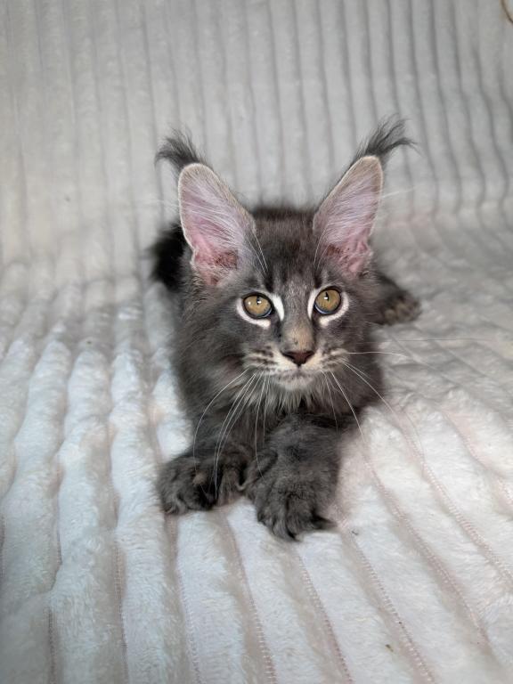 Sirius Polydactyl
