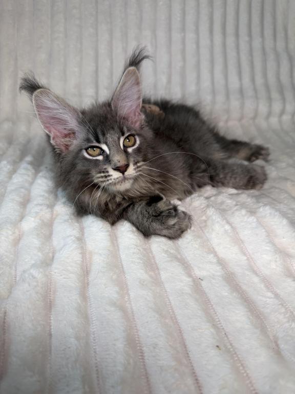 Sirius Polydactyl photo 7
