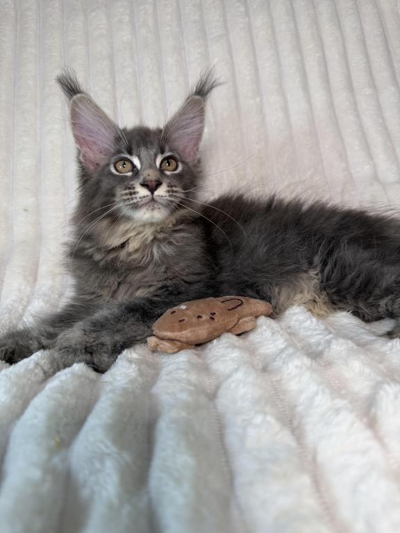 Sirius Polydactyl photo 2