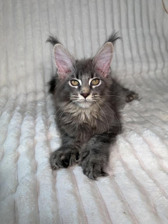 Sirius Polydactyl photo 6