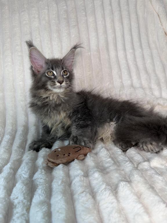 Sirius Polydactyl photo 5