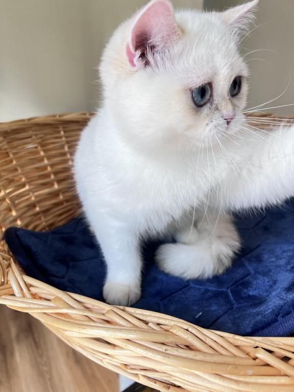 Lamajeur Cattery Chinchilla Kitten Deep Blue Eyes photo 6