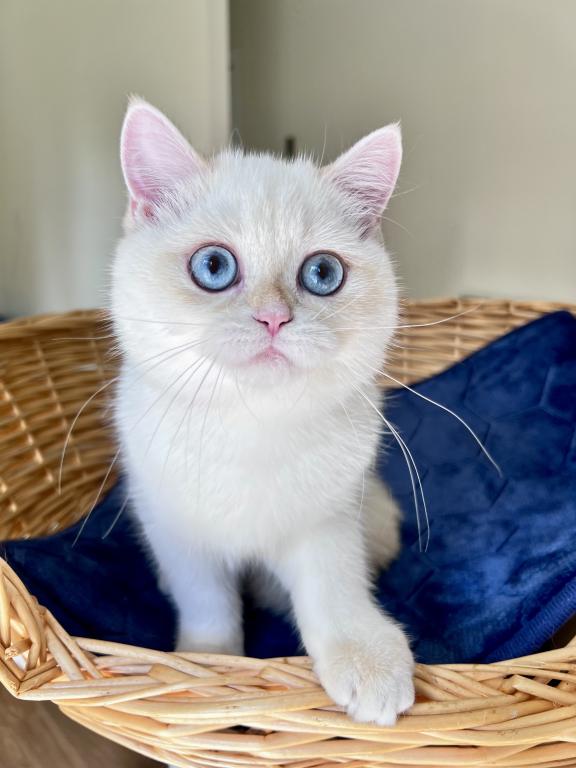 Lamajeur Cattery Chinchilla Kitten Deep Blue Eyes photo 2