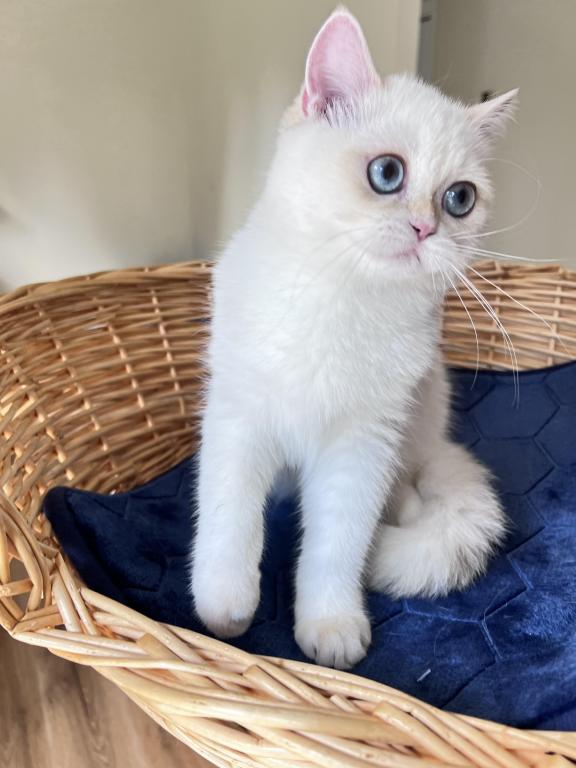 Lamajeur Cattery Chinchilla Kitten Deep Blue Eyes photo 3