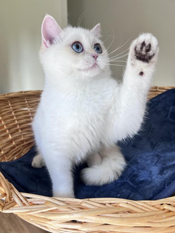 Lamajeur Cattery Chinchilla Kitten Deep Blue Eyes photo 5