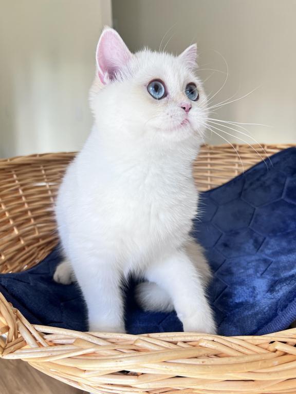 Lamajeur Cattery Chinchilla Kitten Deep Blue Eyes photo 4