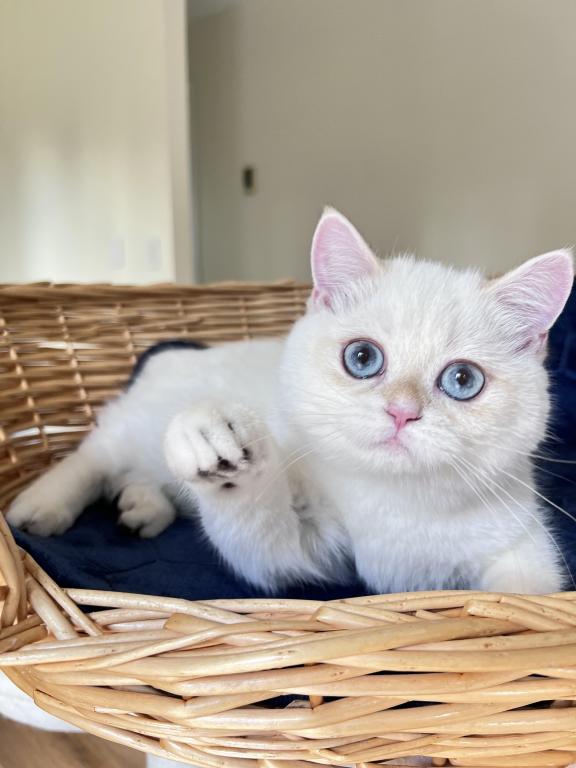 Lamajeur Cattery Chinchilla Kitten Deep Blue Eyes photo 7