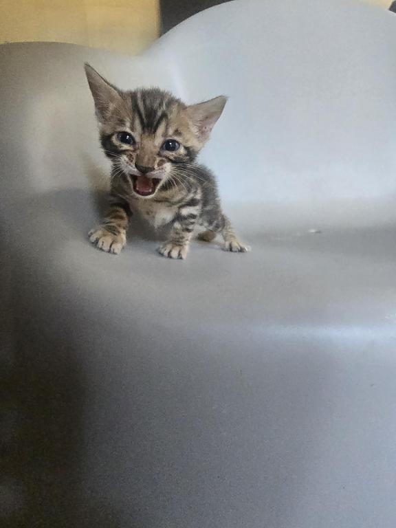 Mufasa