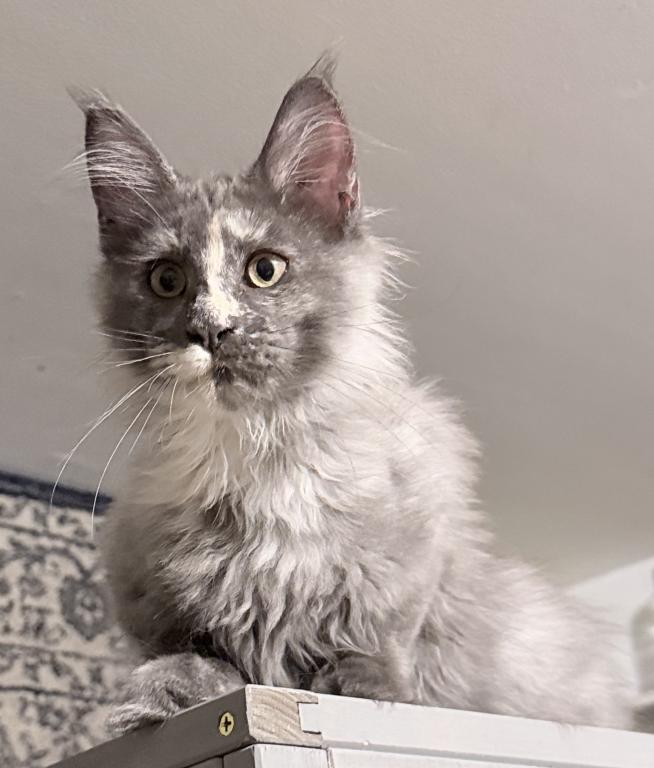 Giselle Everythingcoon photo 23