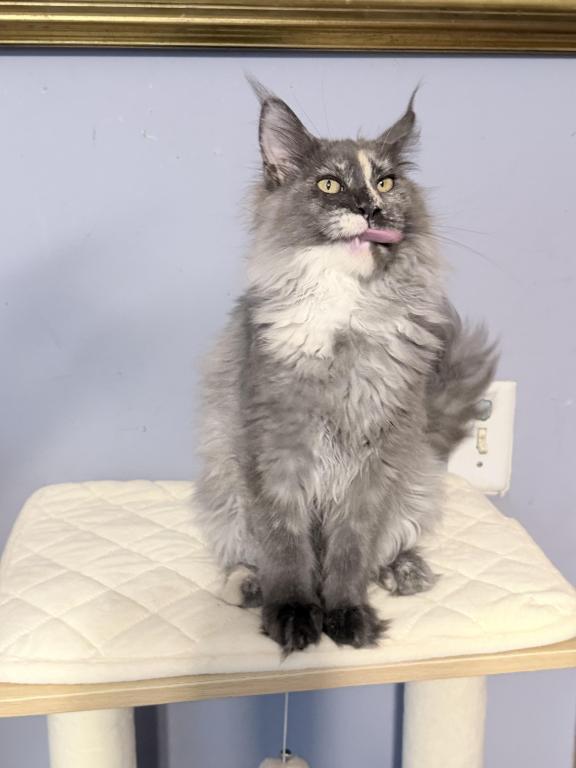 Giselle Everythingcoon photo 9