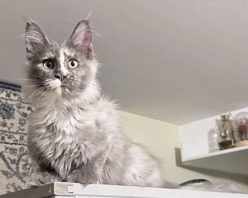 Giselle Everythingcoon photo 26