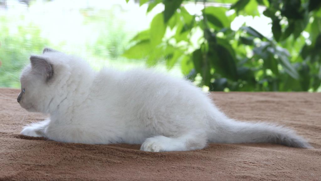 Ragdoll Kitten Blue Lilac Female Mitted TICA photo 2