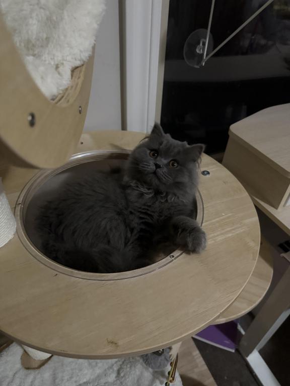 Maru photo 4