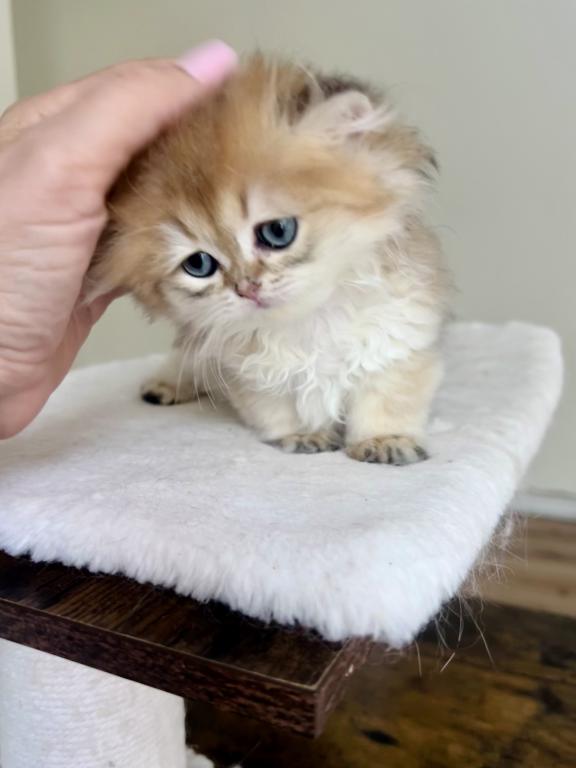 Golden Longhair Chinchilla Kitten LaMajeur Cattery photo 4