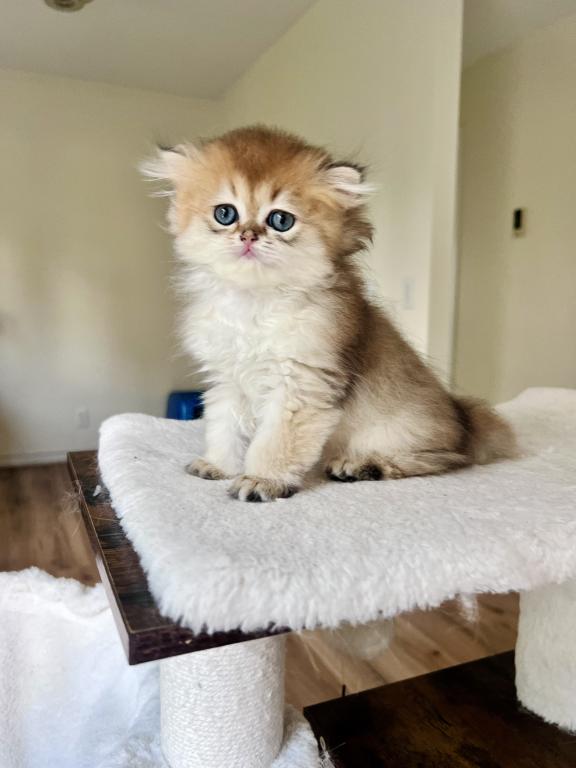 Golden Longhair Chinchilla Kitten LaMajeur Cattery photo 6