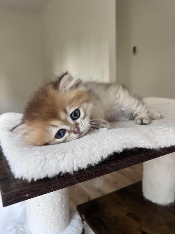 Golden Longhair Chinchilla Kitten LaMajeur Cattery photo 2