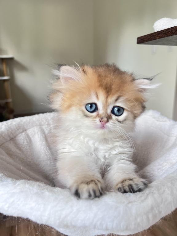 Golden Longhair Chinchilla Kitten LaMajeur Cattery photo 3