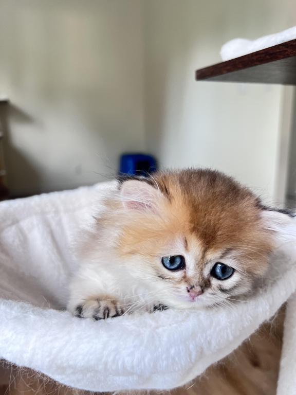 Golden Longhair Chinchilla Kitten LaMajeur Cattery photo 9