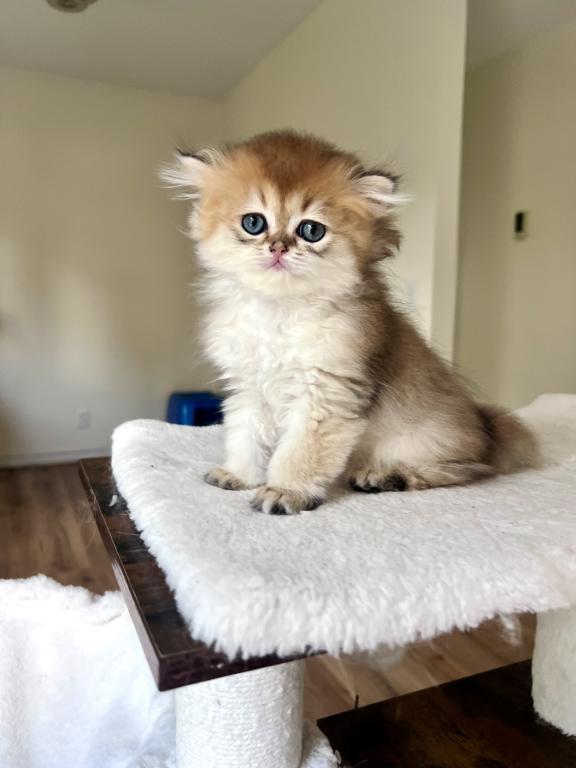 Golden Longhair Chinchilla Kitten LaMajeur Cattery photo 5