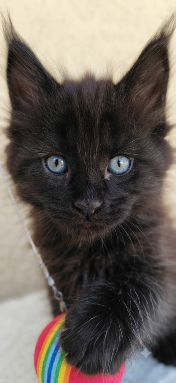 Old Blood European BlackSolid Maine Coon Kitten photo 1