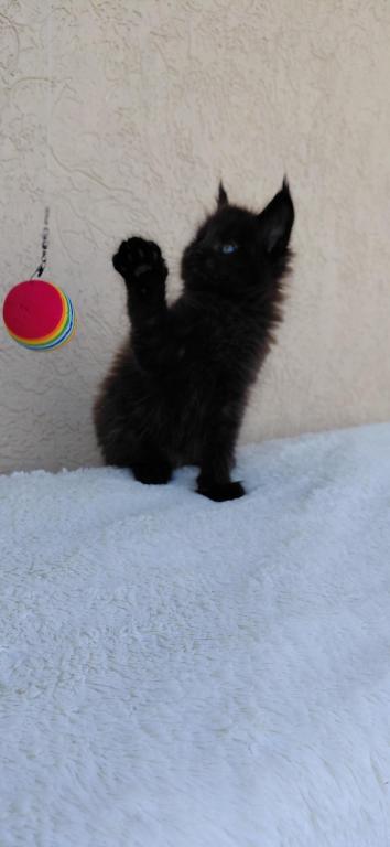 Old Blood European BlackSolid Maine Coon Kitten photo 18