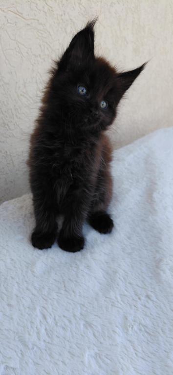 Old Blood European BlackSolid Maine Coon Kitten photo 5