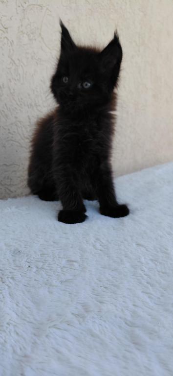 Old Blood European BlackSolid Maine Coon Kitten photo 16