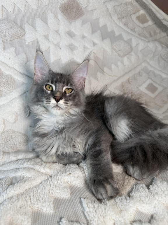 Romeo