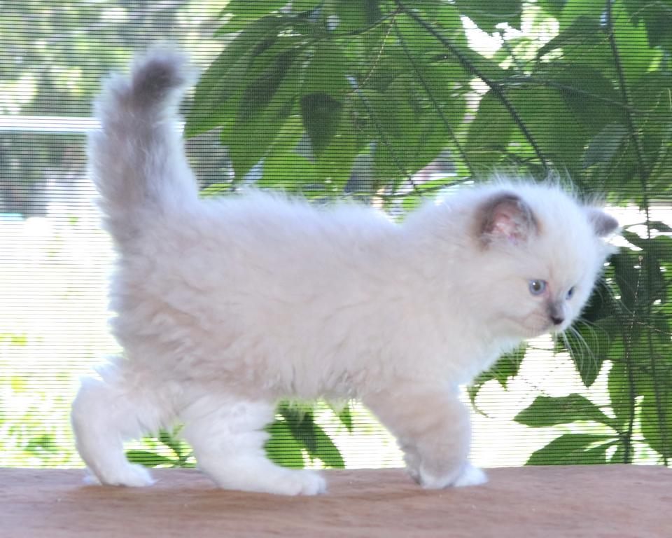 Ragdoll Kitten Luna Blue Lilac Female Mitted photo 3