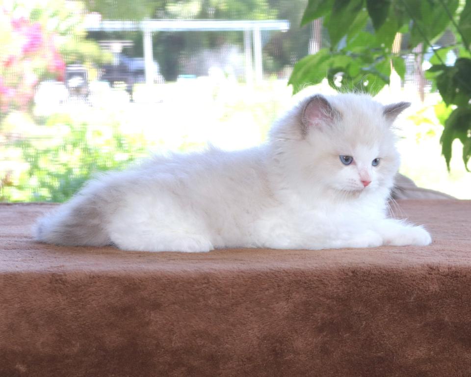 Family Raised Ragdoll Kitten Blue Bicolor Mitted photo 3