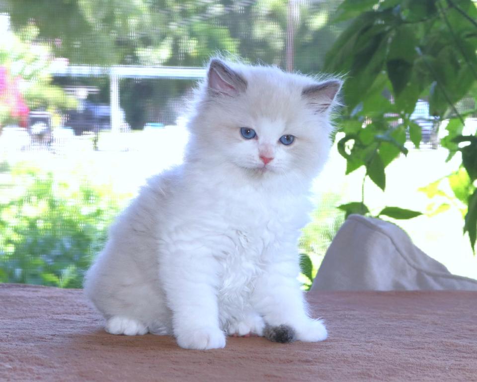 Family Raised Ragdoll Kitten Blue Bicolor Mitted photo 5