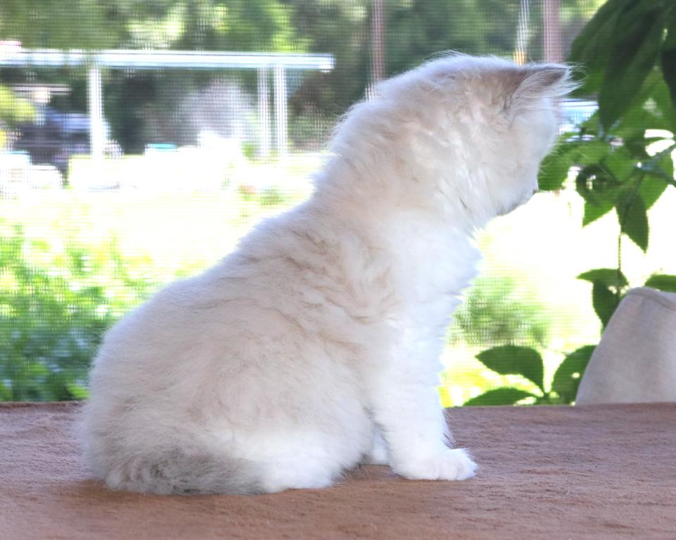 Family Raised Ragdoll Kitten Blue Bicolor Mitted photo 2