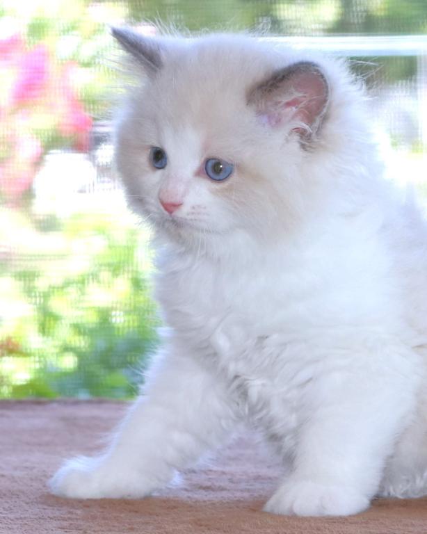 Family Raised Ragdoll Kitten Blue Bicolor Mitted photo 4